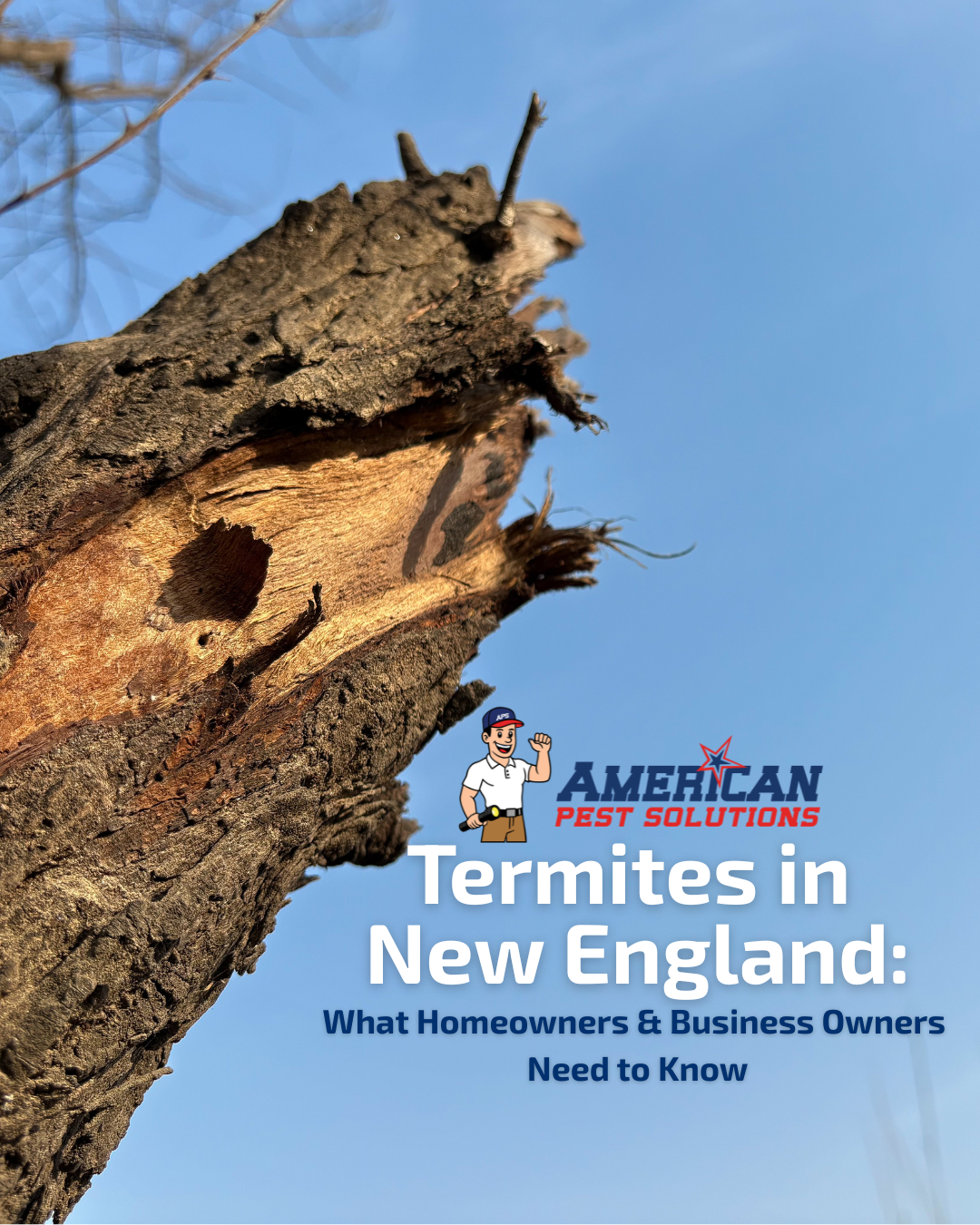 subterranean termite tree blue background